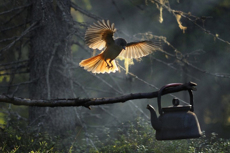 nature, birds, animals, tea pot, trees, wings