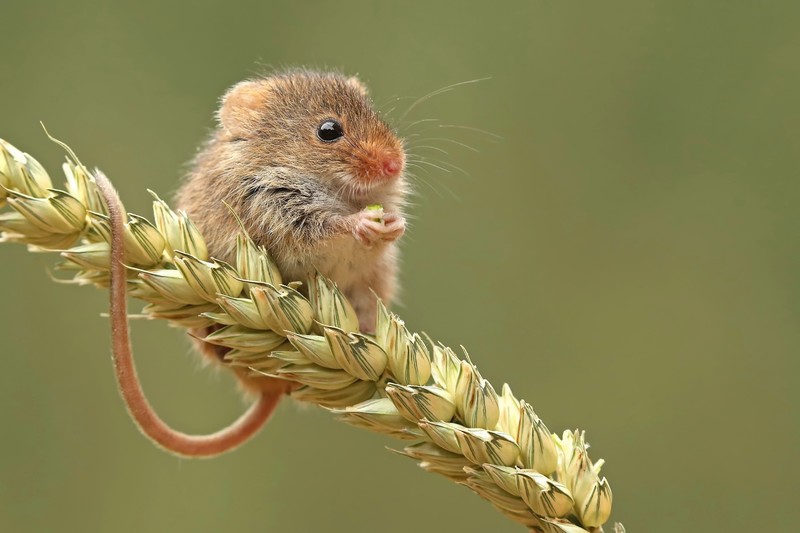 mice, mammals, wheat, plants, outdoors, animals, rodent, tail