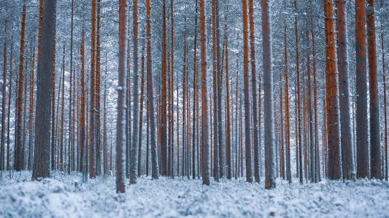 forest, trees, winter, snow, minimalism, 4k