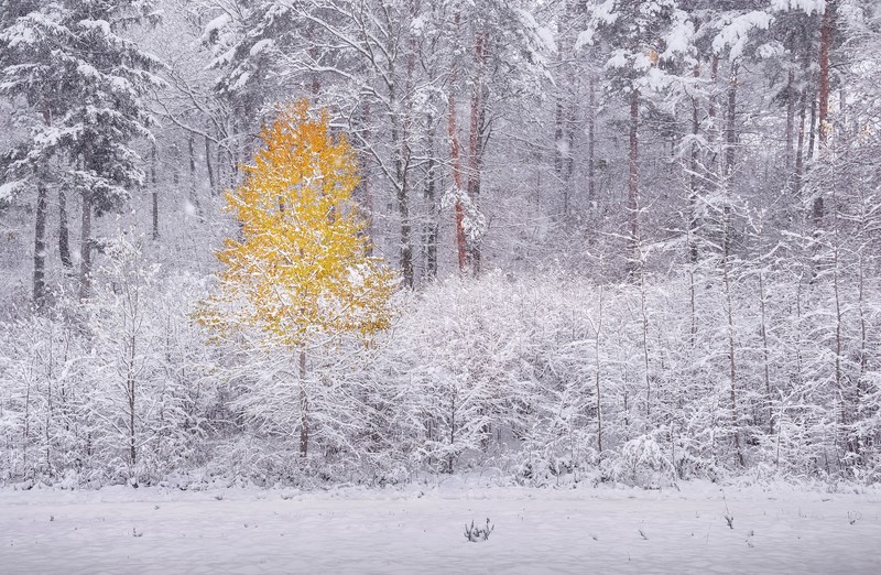 winter, outdoors, snow, trees, yellow, snowing, forest