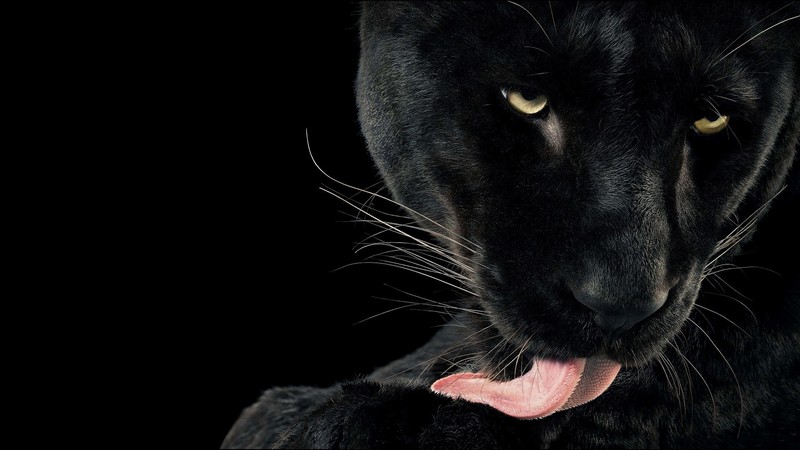panthers, animals, cats, licking, black background, cat eyes, whiskers, tongue out, tongues, fur, big cats, black