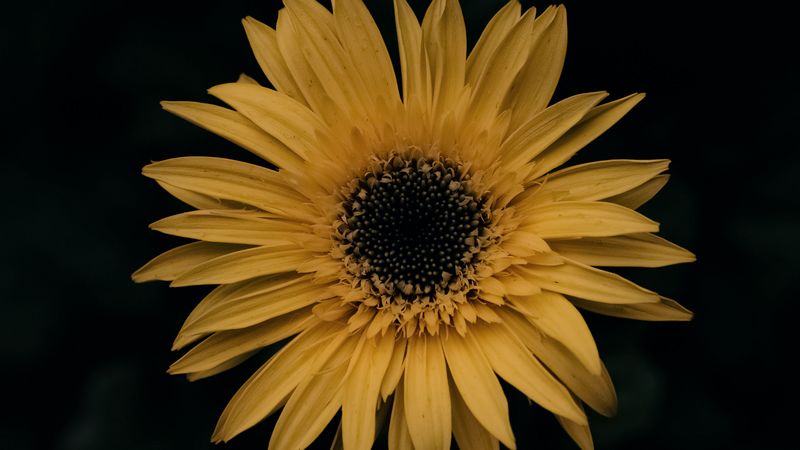 gerbera, flower, yellow, 4k