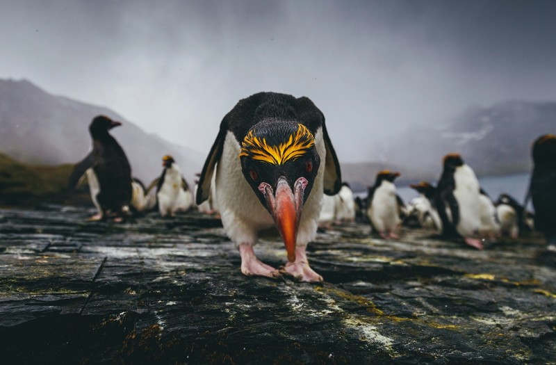 nature, animals, birds, penguins