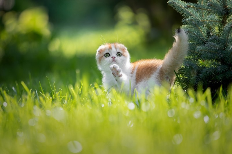 outdoors, cats, animals, mammals