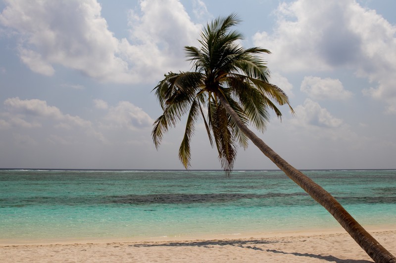 tropical, island, Maldives, palm trees, sea, sand, beach