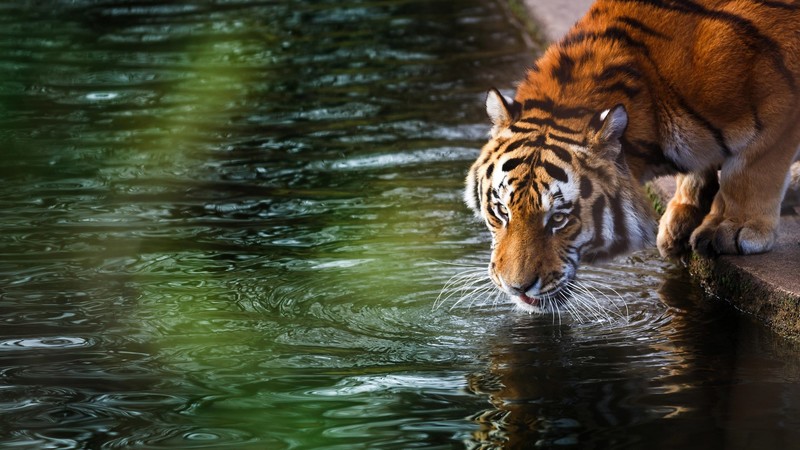 tiger, animals, nature, water, big cats, green
