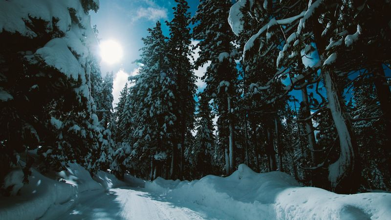 winter, forest, trees, snow, road, sunlight, 4k