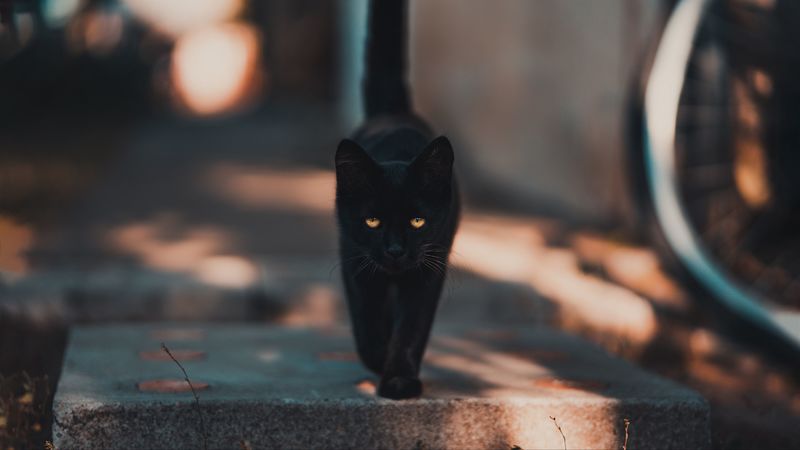 cat, kitten, black, walk, 4k