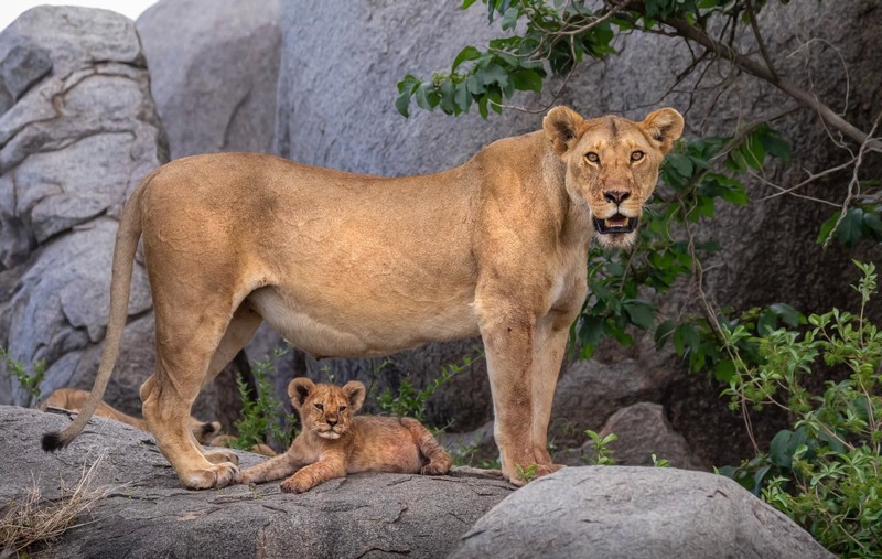 baby animals, lion, big cats, animals, mammals