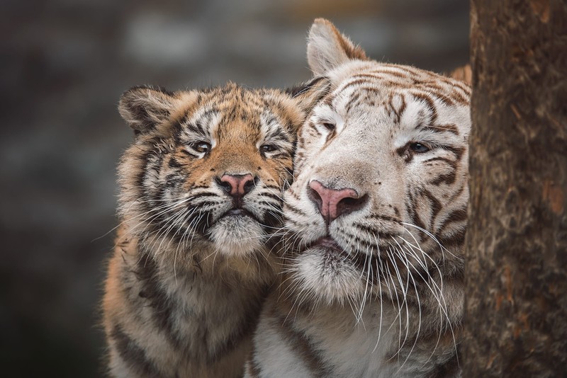 tiger, animals, mammals, big cats