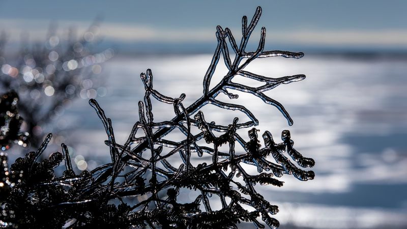 ice, branch, winter, 4k