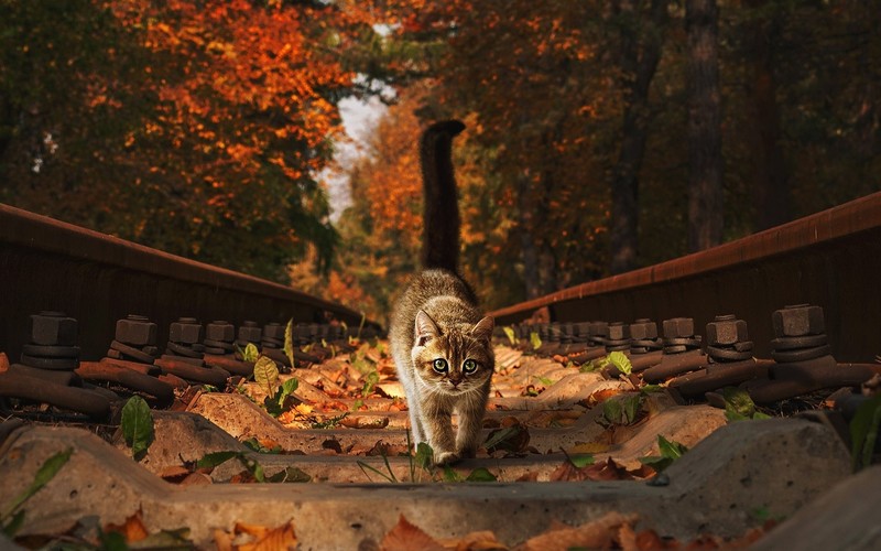 fall, railroad track, cats, outdoors, animals, mammals