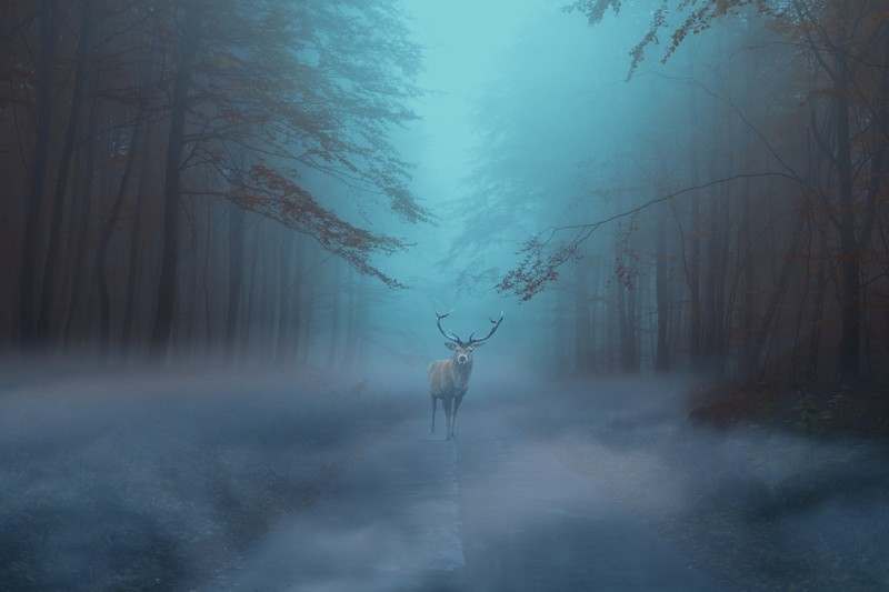 mist, nature, animals, mammals, deer, outdoors, cyan