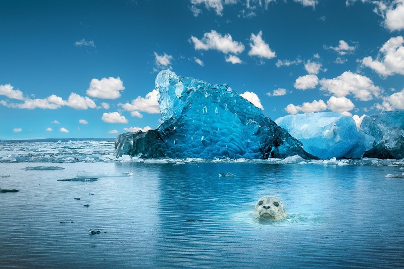 ice, water, animals, mammals, blue, nature, seals