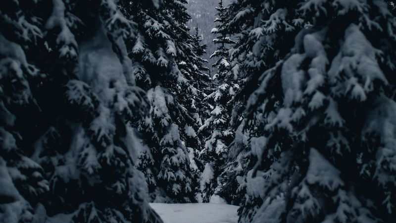 winter, trees, passage, snowy, 4k
