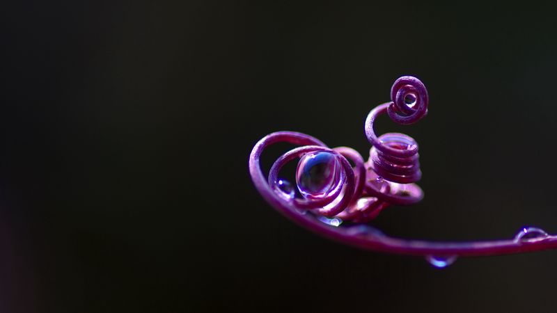 vine, twig, twisted, macro, 4k