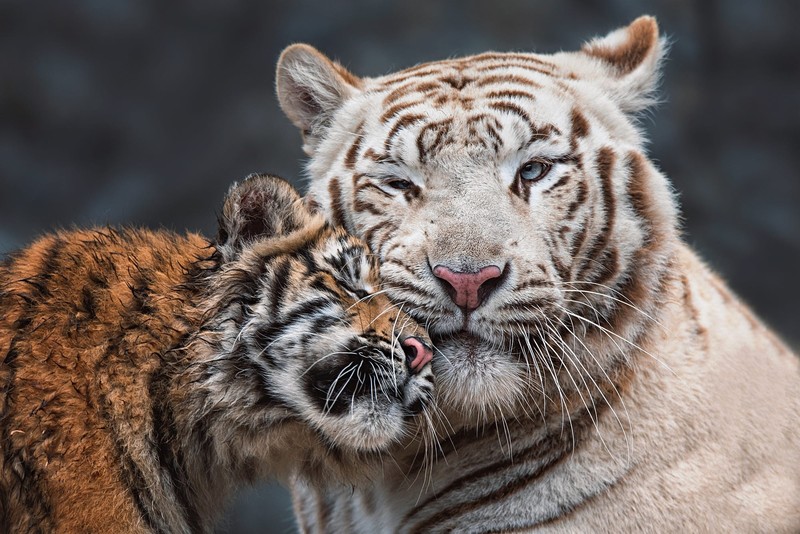 tiger, big cats, animals, mammals