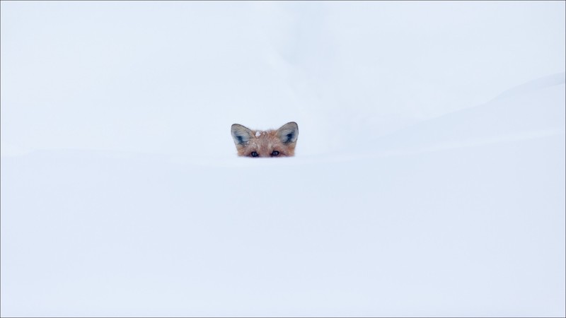 snow, winter, outdoors, fox, animals, mammals