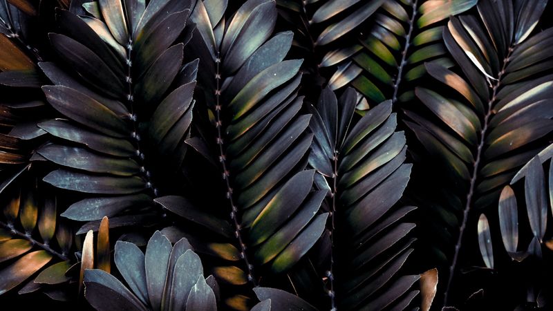 leaves, plant, dark, branches, palm, 4k