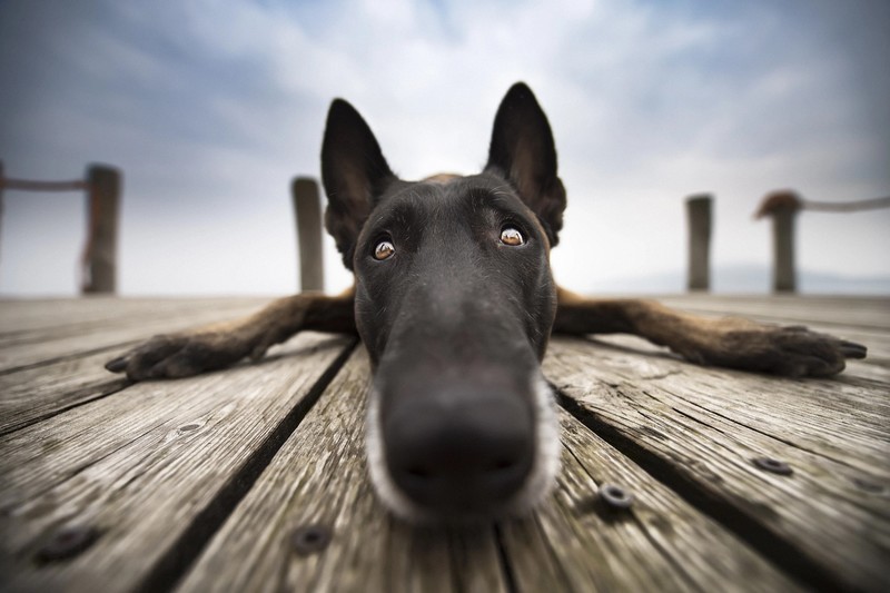 dog, animals, mammals, closeup, humor