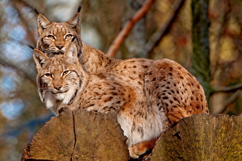 animals, mammals, lynx, Eurasian lynx, wild cat, trunks, log, depth of field, cats, big cats, feline