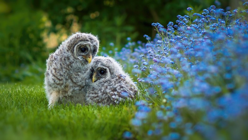 baby animals, birds, animals, owl, nature, grass, flowers