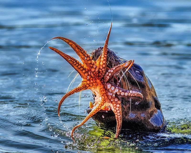 animals, food, nature, seals, octopus, water
