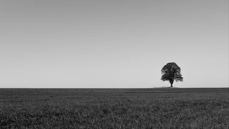 tree, minimalism, bw, horizon, field, 4k