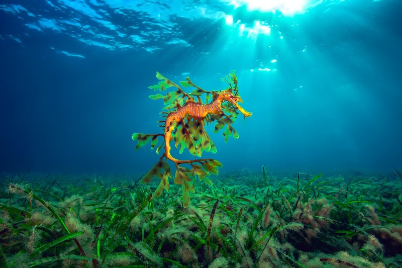 sea, underwater, plants, nature, seahorses, animals, fish