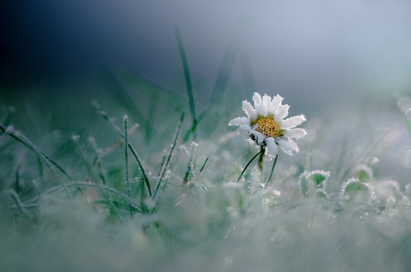 macro, cold, ice, plants, flowers, white flowers, outdoors, spring