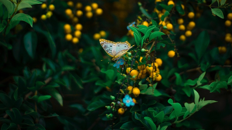 butterfly, plant, flowers, leaves, macro, wildlife, 4k