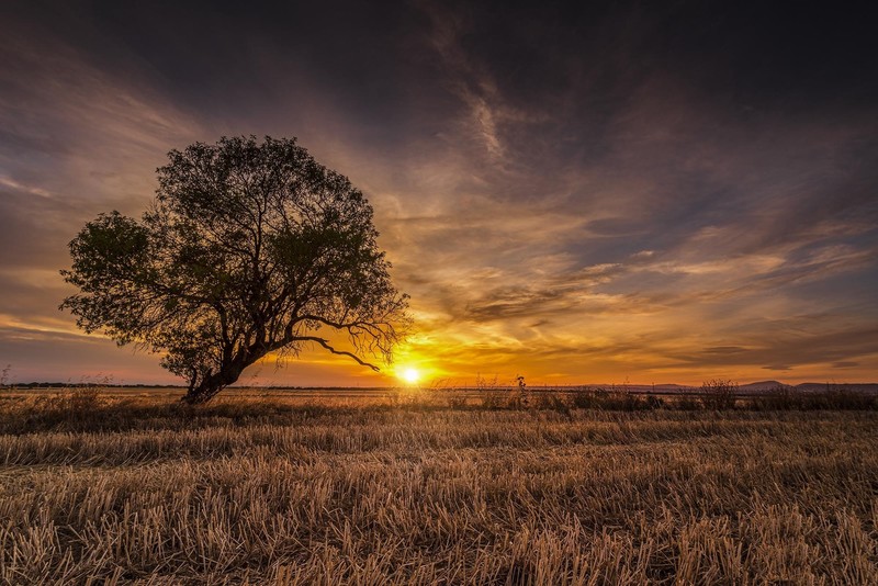 sky, sunlight, plants, field, outdoors
