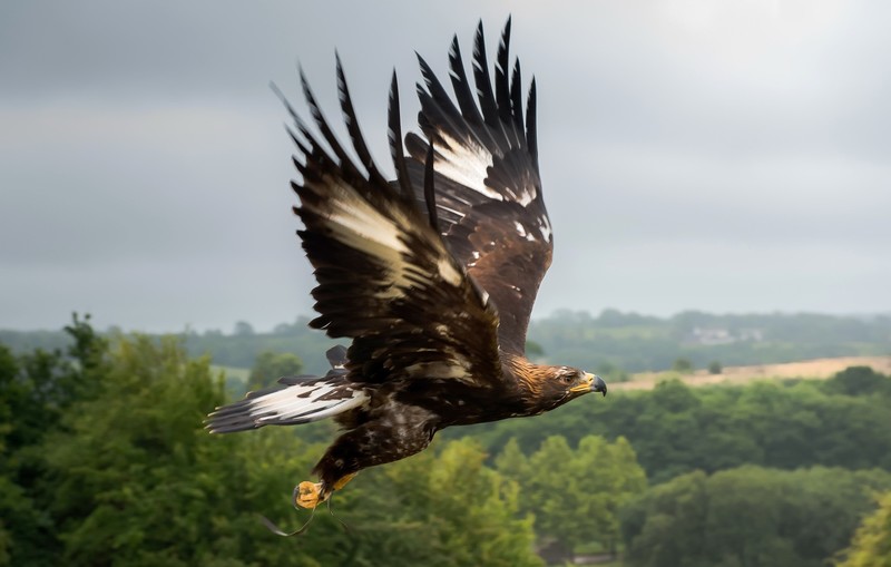 birds, animals, flying, eagle