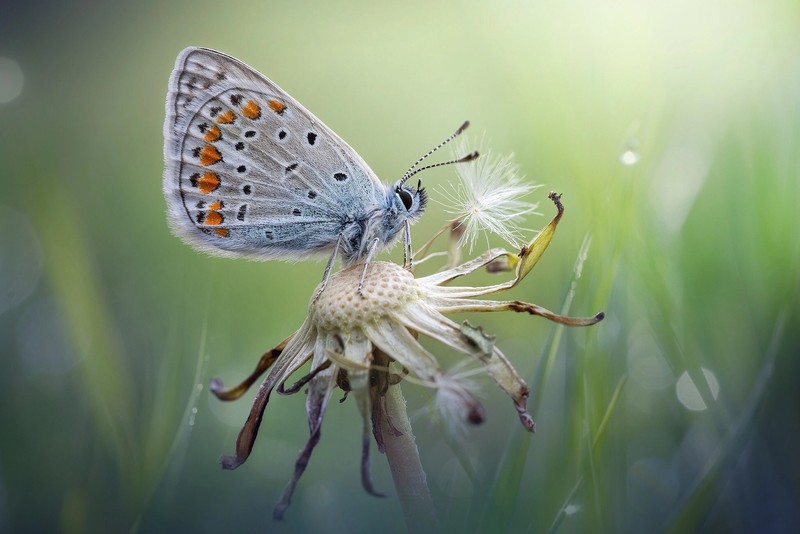 nature, flowers, plants, insect, animals, butterfly, vibrant