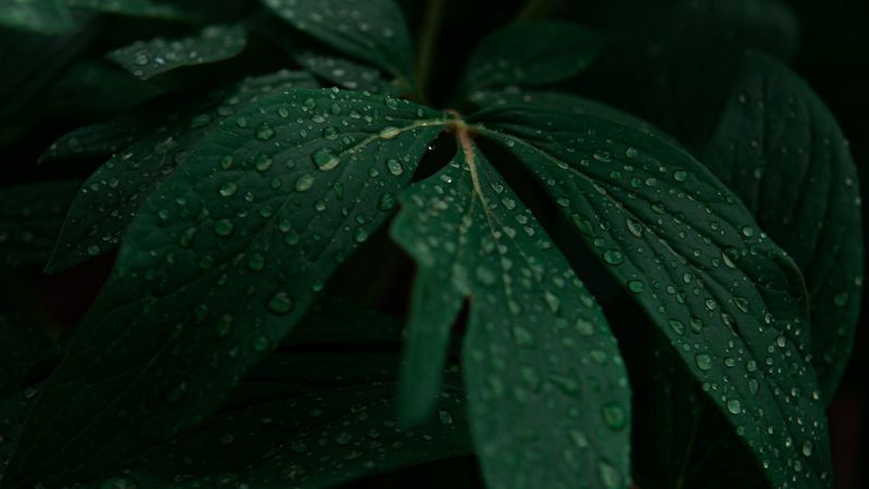 leaves, drops, plant, dark, 4k