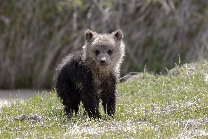 bears, animals, baby animals, mammals