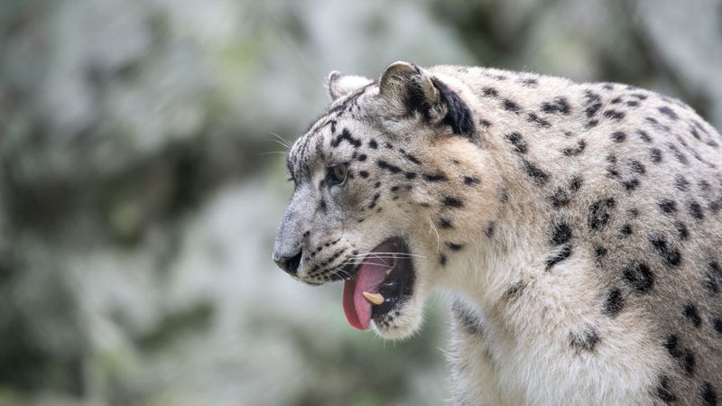 snow leopard, leopard, grin, fangs, 4k