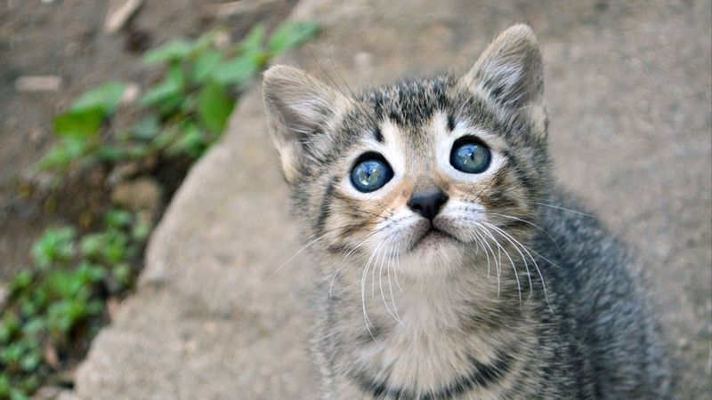 kitten, cat, sight, cute, baby, 4k