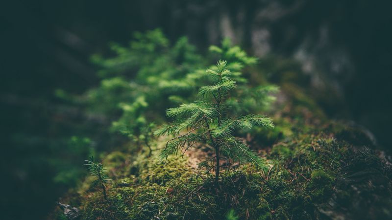 needles, sapling, grass, macro, 4k