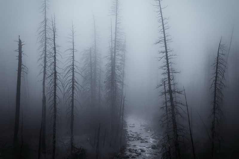 dark, mist, nature, forest, trees, outdoors, gloomy, river, dead trees