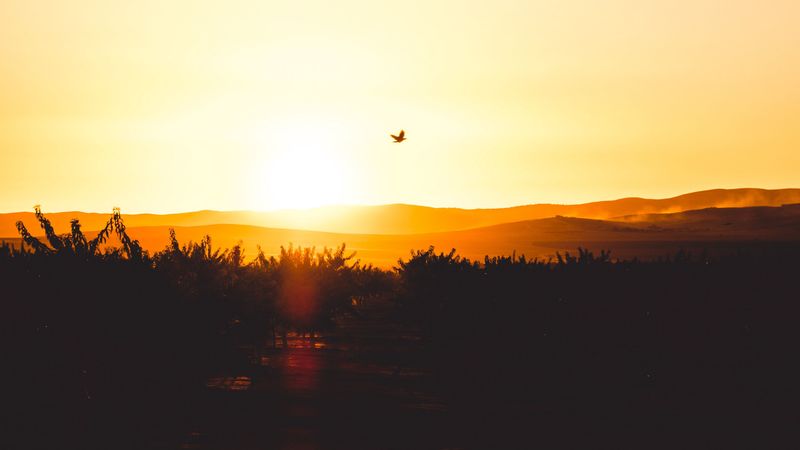 sunset, horizon, bird, silhouette, sky, 4k