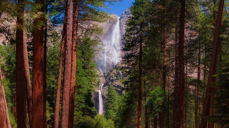 nature, trees, waterfall