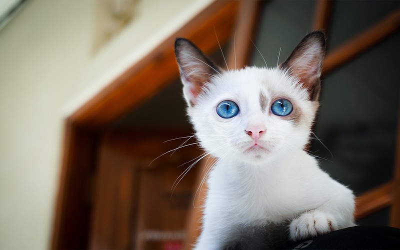 animal eyes, animal ears, animals, mammals, cats, blue eyes, whiskers, cat eyes, cat ears, kittens