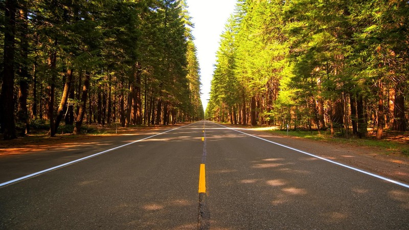 road, trees, asphalt, outdoors