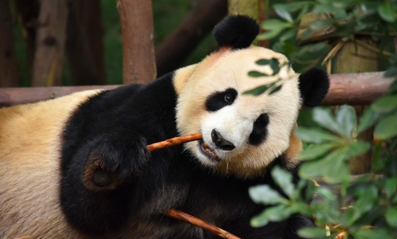 bears, eating, food, animals, mammals, panda