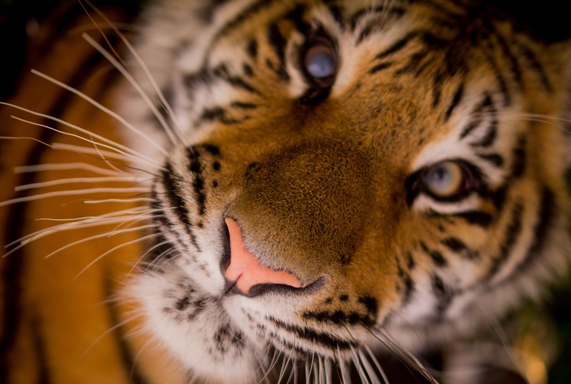 mammals, animals, big cats, tiger