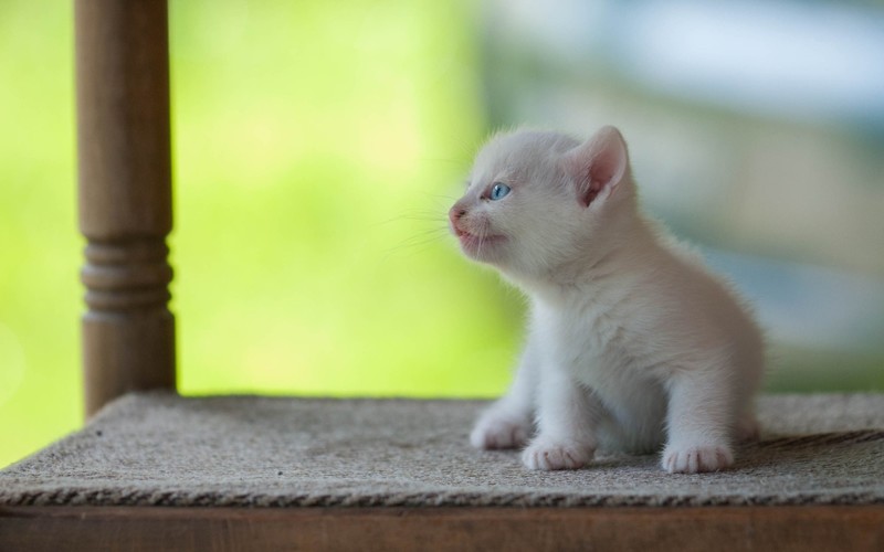 kittens, cats, animals, mammals, blue eyes