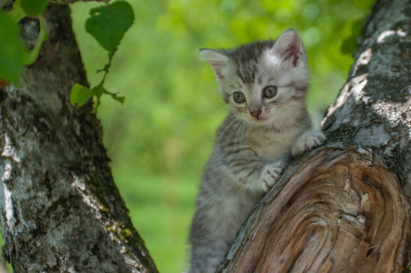 wood, animals, cats, outdoors, mammals