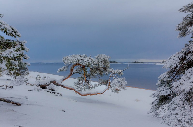 nature, winter, snow, landscape, pine trees