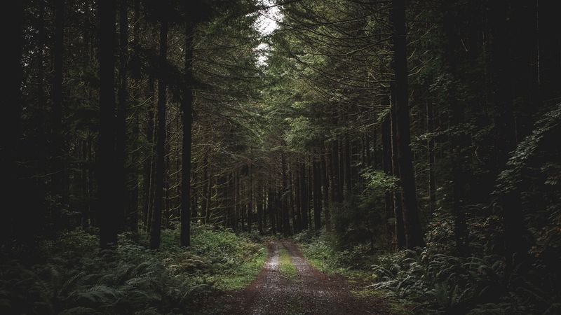 forest, path, trees, grass, evening, 4k